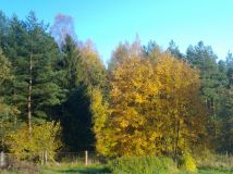 Działka rolna Borowy Młyn. Zdjęcie 4