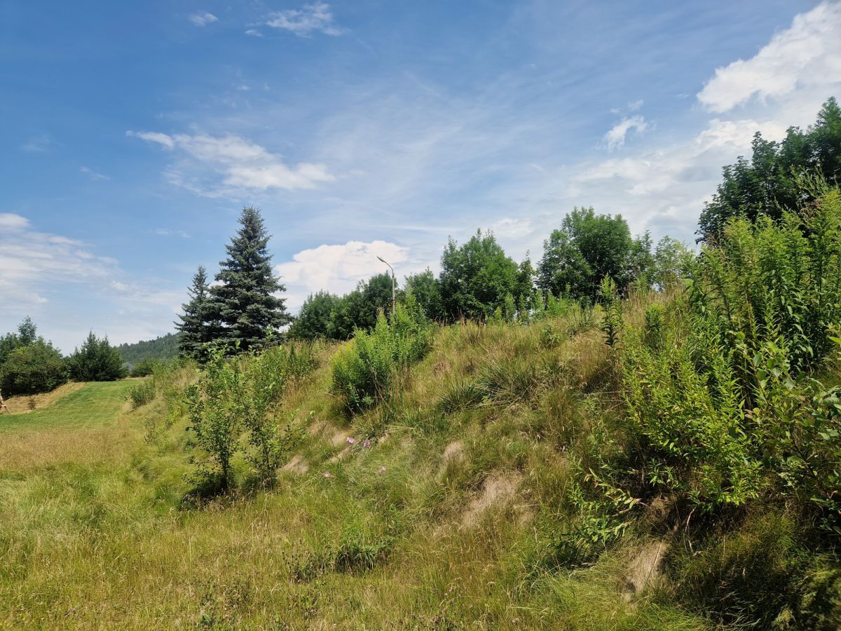 Działka inwestycyjna Sosnówka, ul. Liczyrzepy. Zdjęcie 11