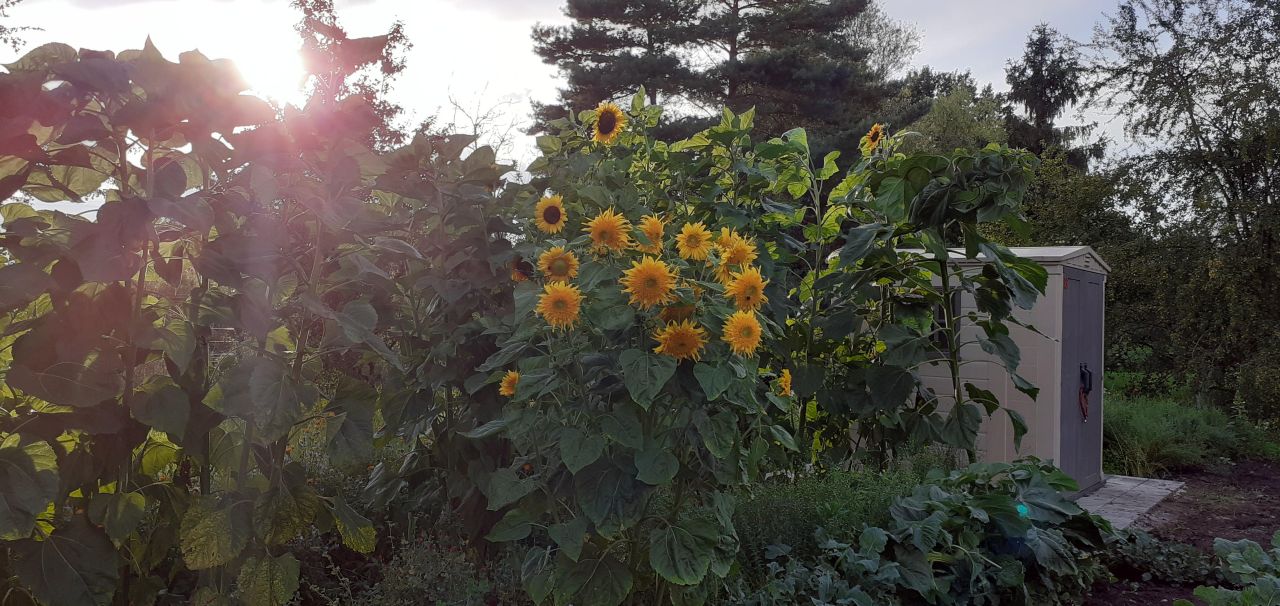 Działka rod Wrocław Fabryczna, ul. Grabiszyńska. Zdjęcie 3