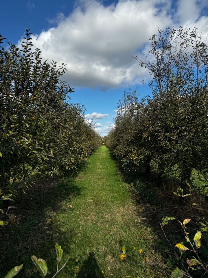 Działka siedliskowa Lucynów. Zdjęcie 7