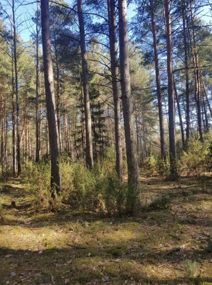 Działka leśna Dubicze Cerkiewne