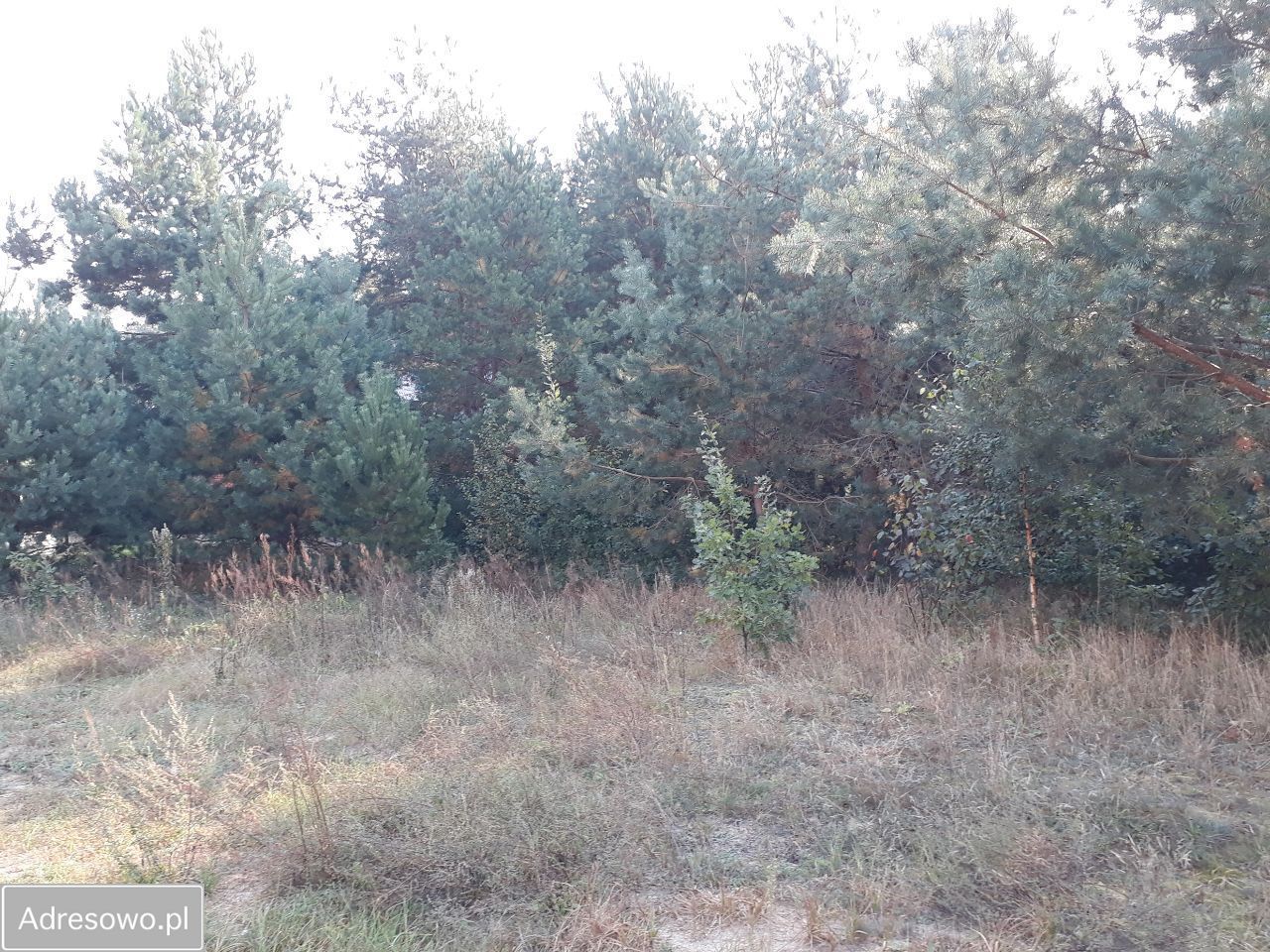 Działka budowlana Osowicze. Zdjęcie 2