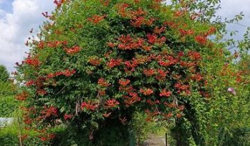 Działka rod Tarnobrzeg