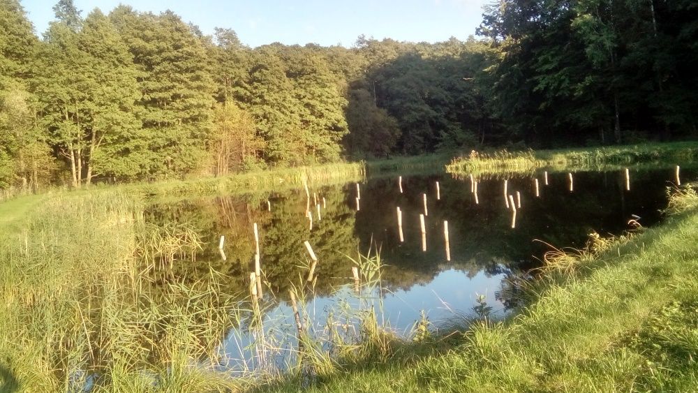 Działka rolno-budowlana Golczewo. Zdjęcie 5