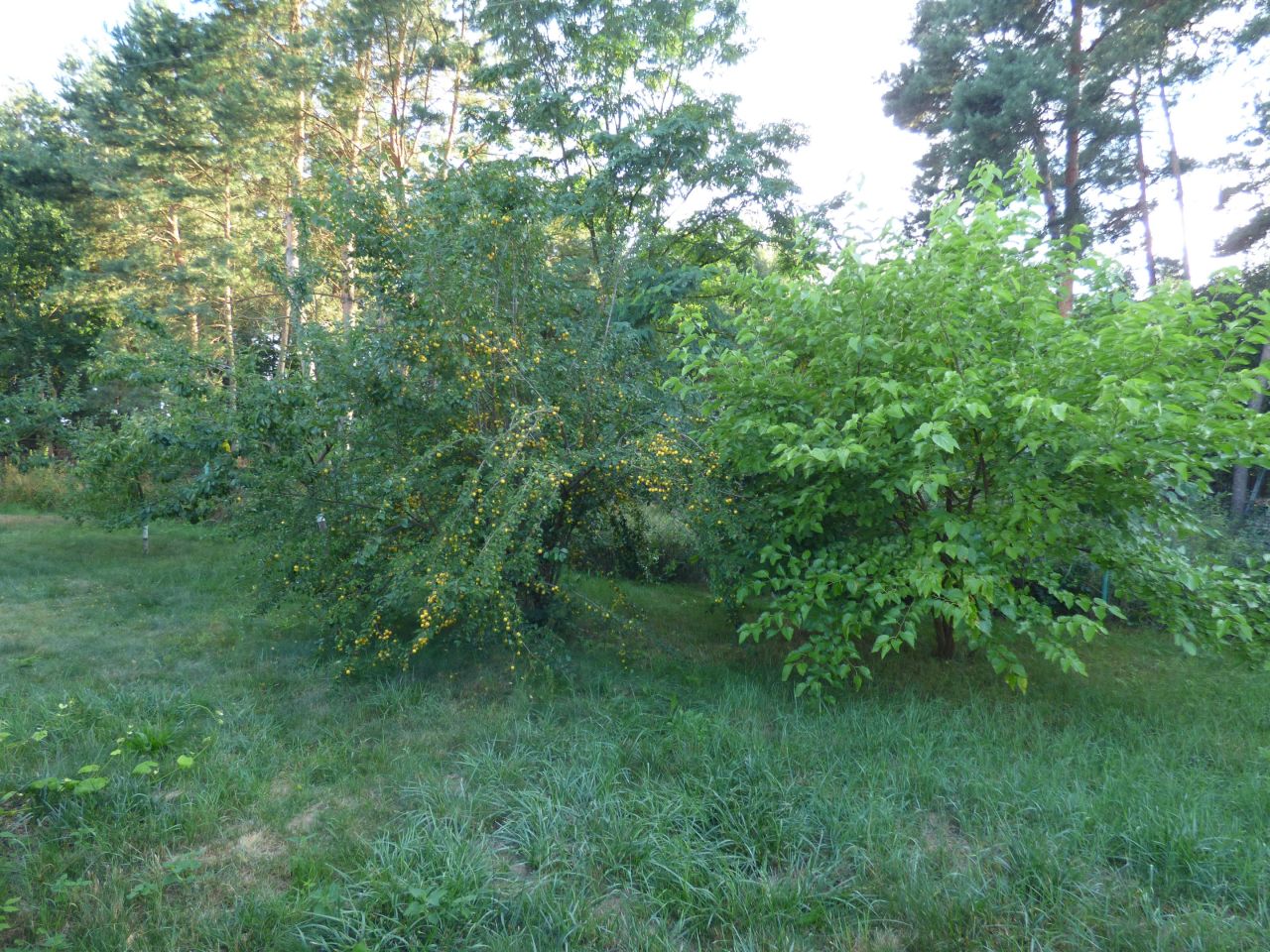 dom wolnostojący, 3 pokoje Górki Grubaki. Zdjęcie 14