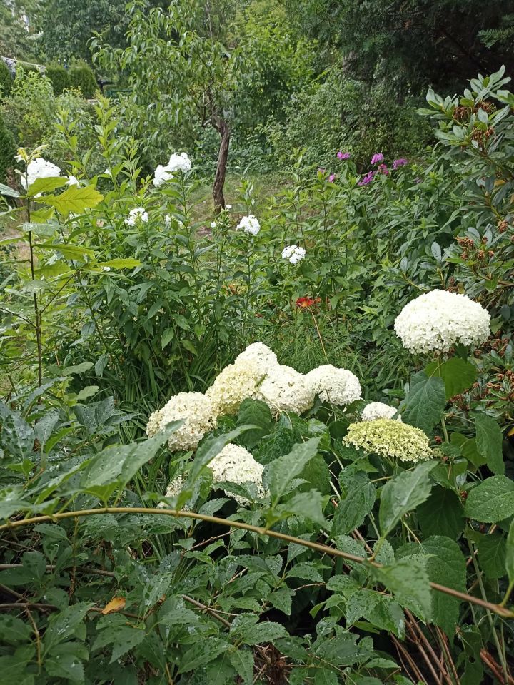 Działka rod Warszawa Mokotów, al. Niepodległości. Zdjęcie 8