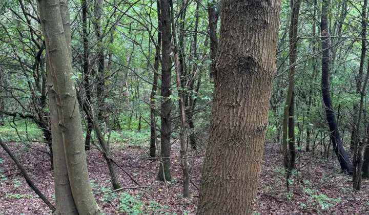 Działka leśna Zaborów