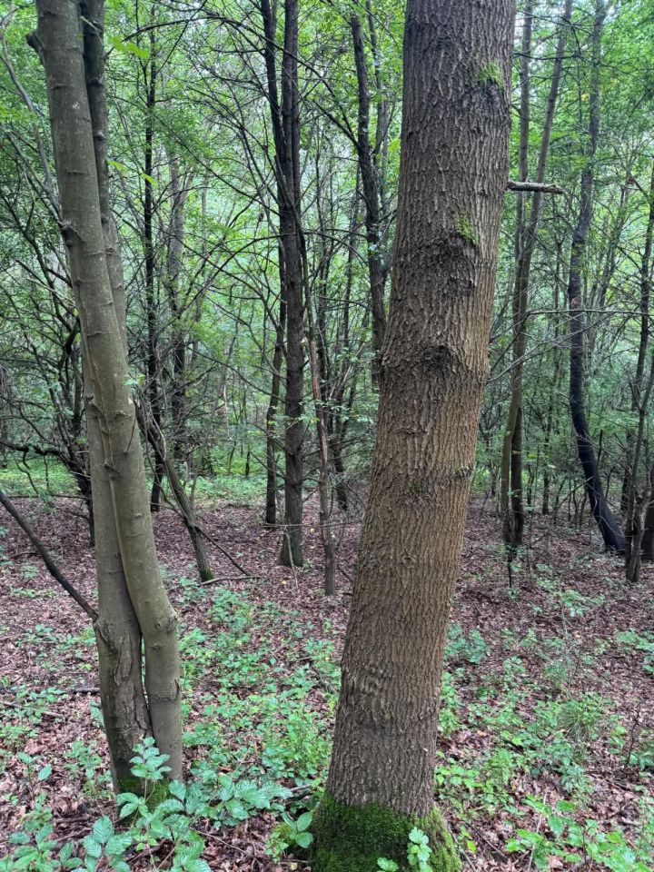 Działka leśna Zaborów. Zdjęcie 1
