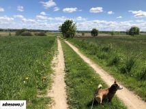 Działka rolna Targowo. Zdjęcie 3