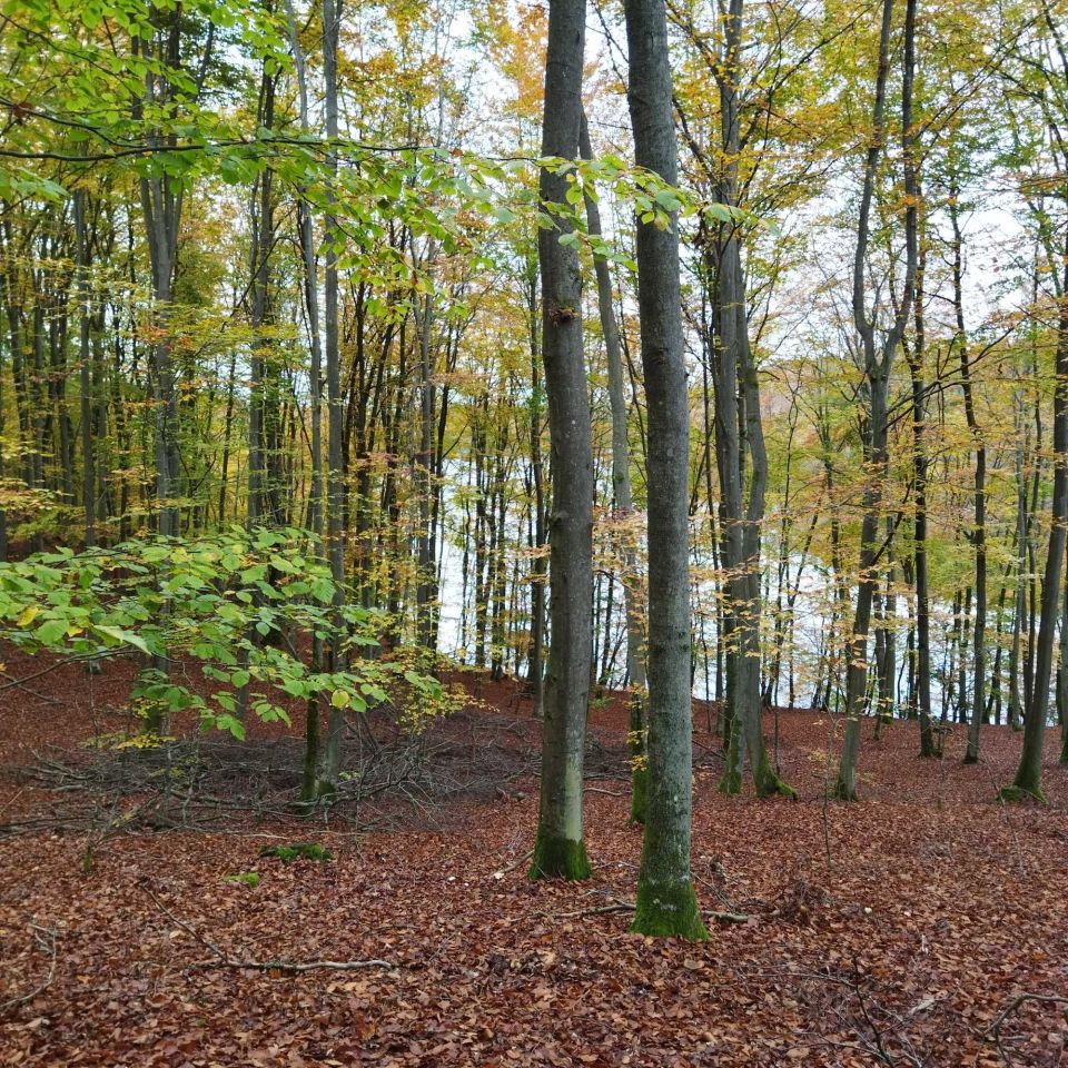 Działka leśna Ciemno. Zdjęcie 6