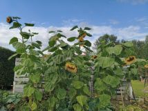 Działka rod Słupy. Zdjęcie 2