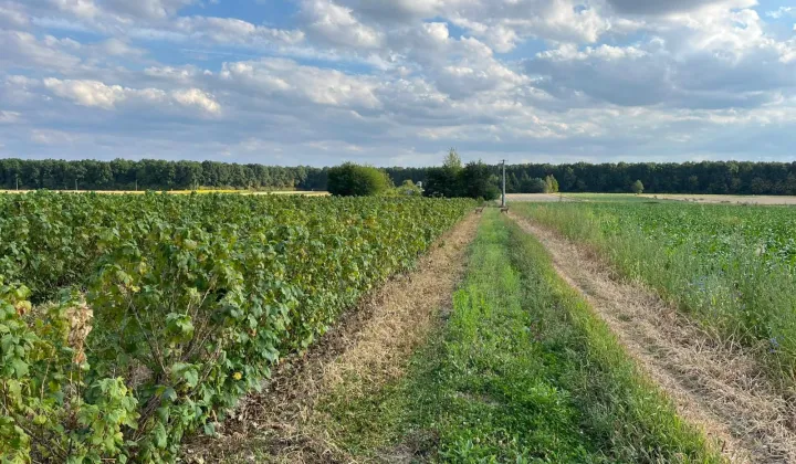 Działka rolna Sporniak