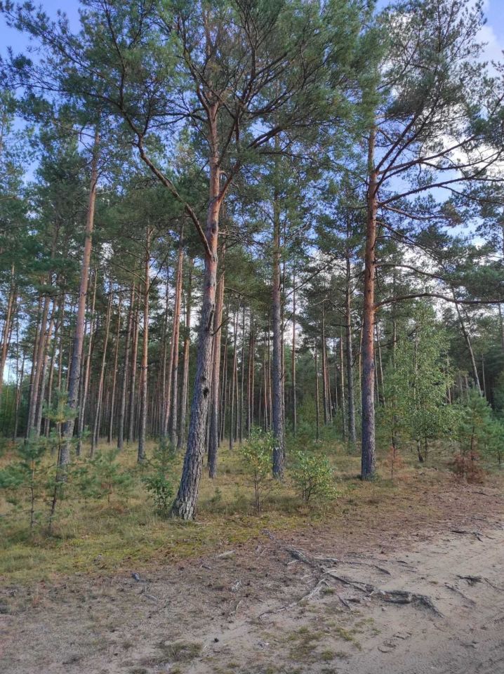 Działka rekreacyjna Konarzyny. Zdjęcie 7