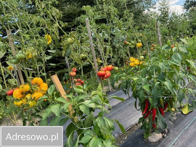 dom wolnostojący, 3 pokoje Budy Ciepielińskie. Zdjęcie 8