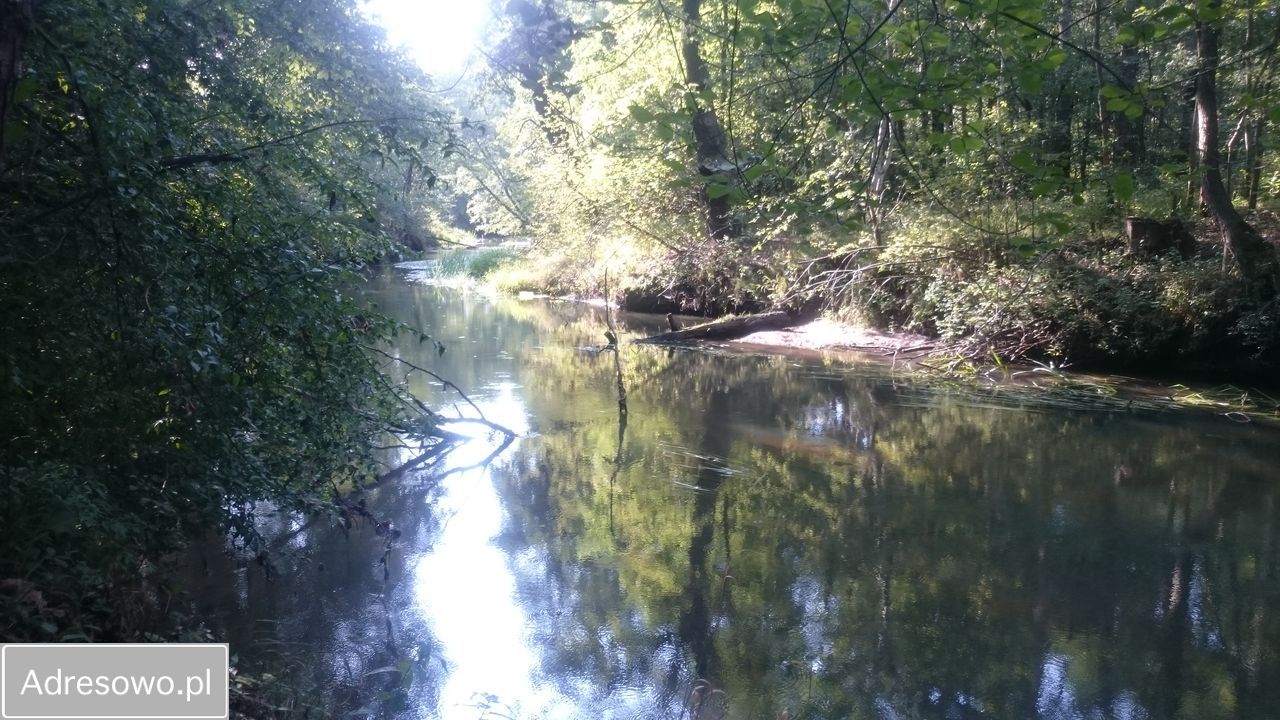 Działka leśna Jastrząb. Zdjęcie 11