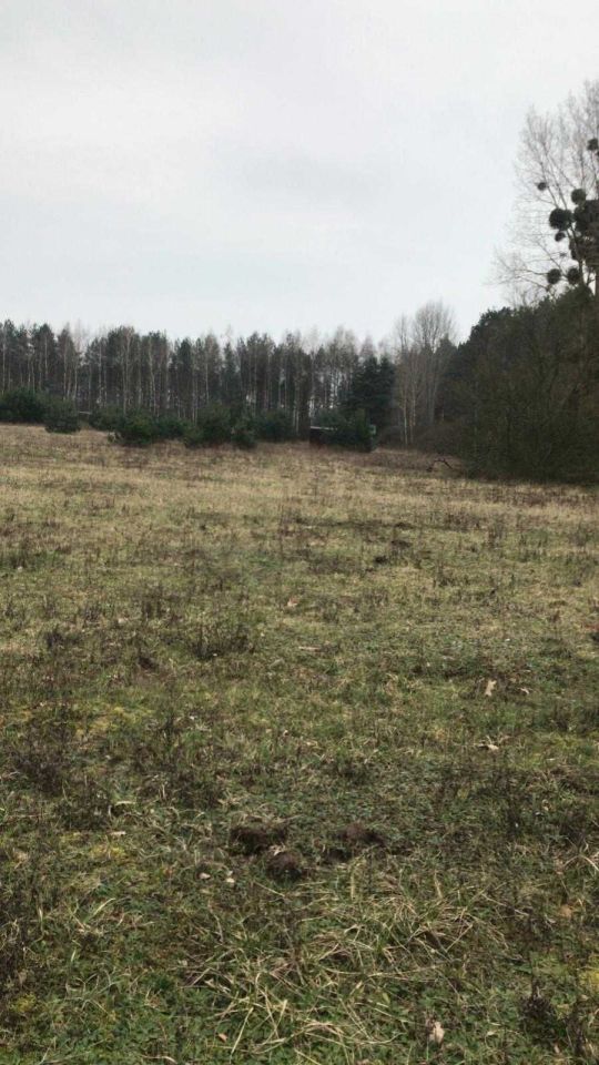 Działka budowlana Sosnówka. Zdjęcie 3