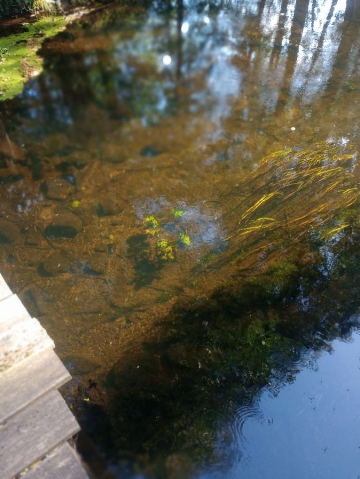 Działka rolna Spore. Zdjęcie 4