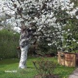 Działka rod Grudziądz. Zdjęcie 2