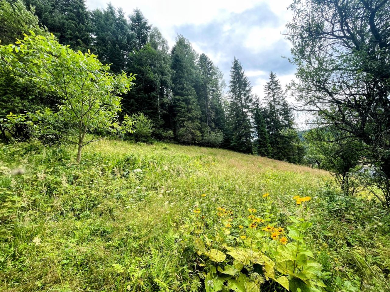 Działka budowlana Krynica-Zdrój. Zdjęcie 4