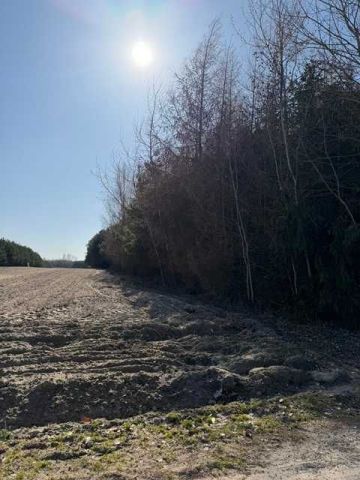 Działka leśna Byszów. Zdjęcie 1