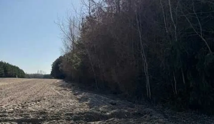 Działka leśna Byszów