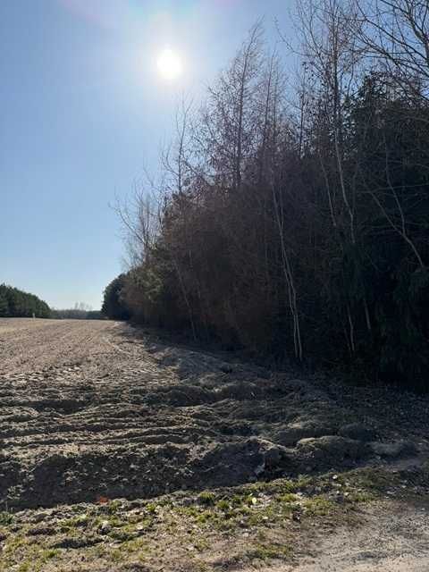 Działka leśna Byszów. Zdjęcie 1