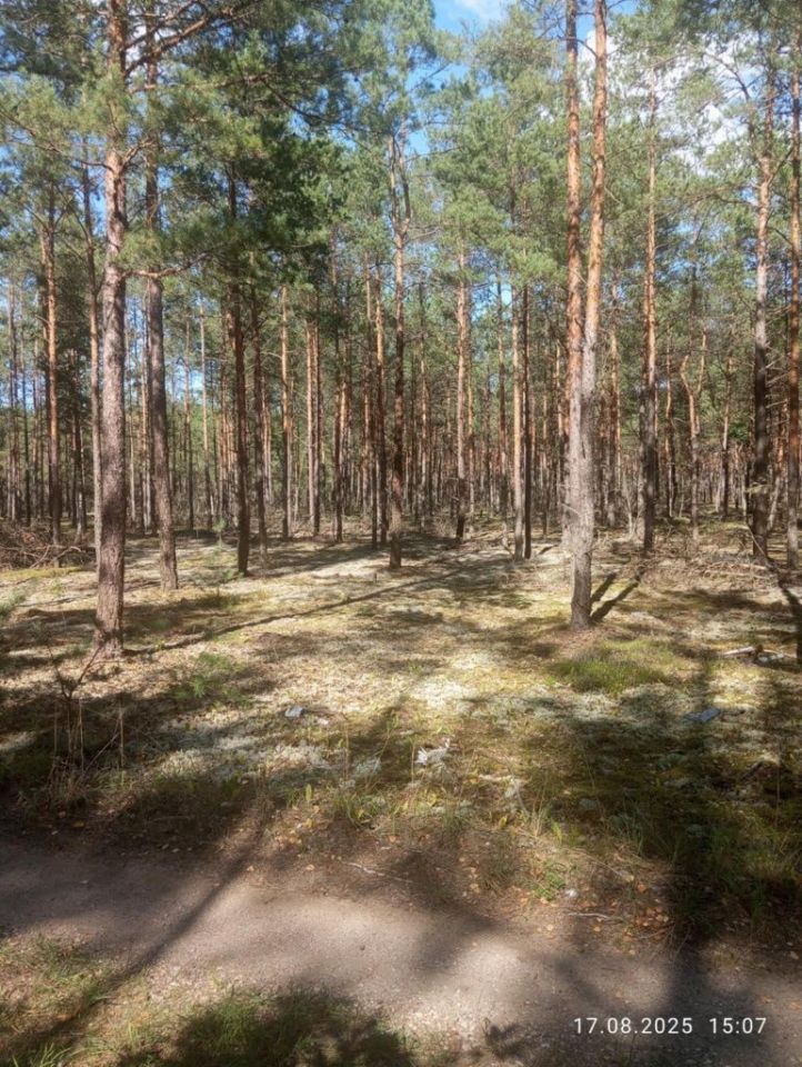 Działka leśna Chorzele. Zdjęcie 7