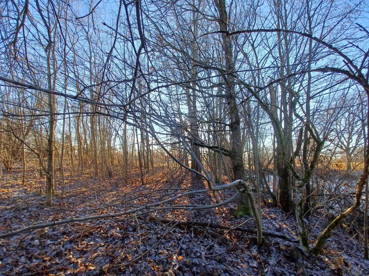 Działka rolna Krągłe. Zdjęcie 14