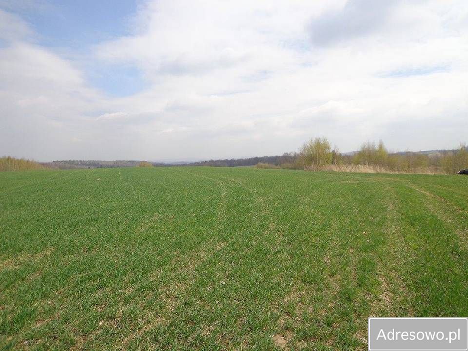 Działka rolna Niwnice. Zdjęcie 2