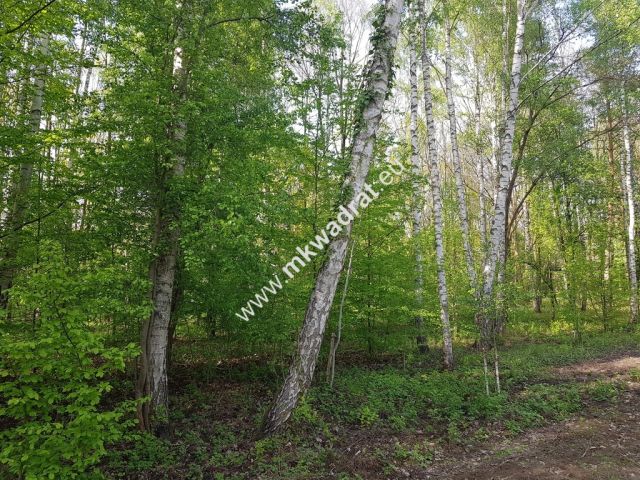 Działka leśna Grzegorzewice. Zdjęcie 1