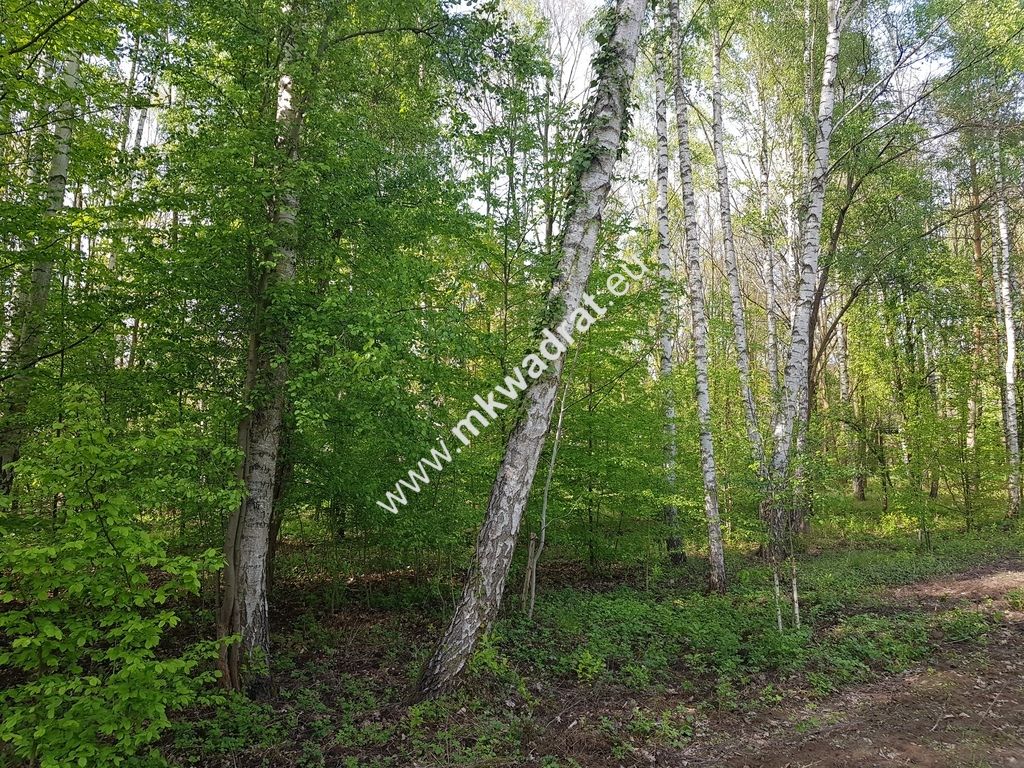 Działka leśna Grzegorzewice. Zdjęcie 1