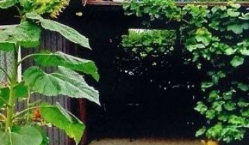 Działka rod Koluszki, ul. św. Stanisława Kostki