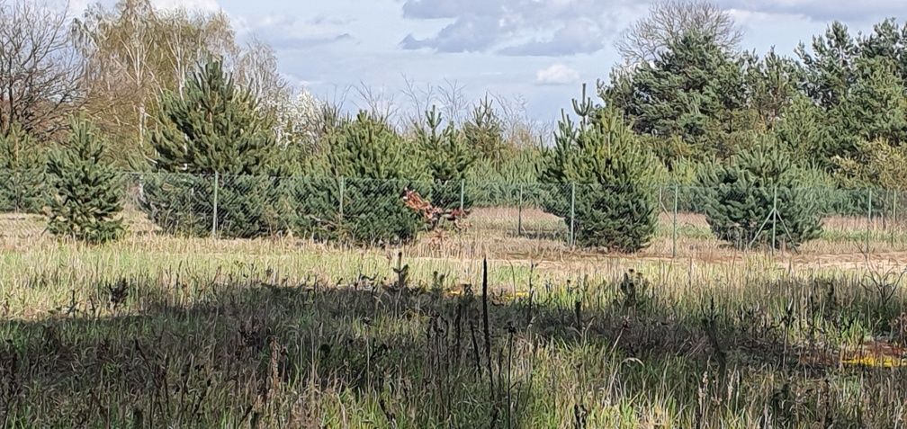 Działka budowlana Ciechocinek. Zdjęcie 7