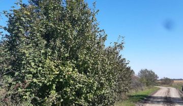 Działka budowlana Surochów