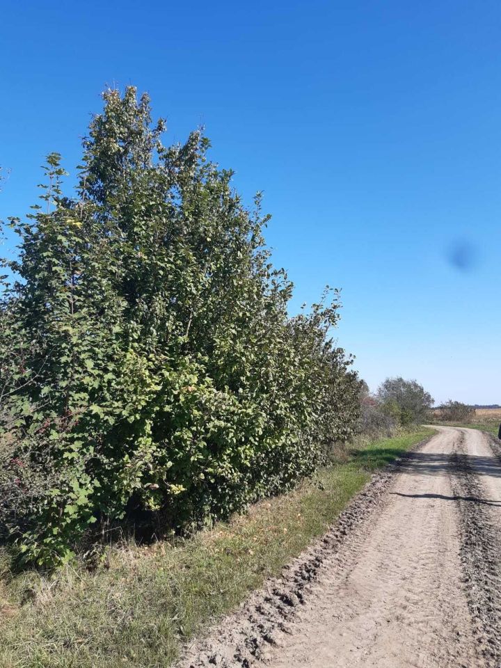 Działka budowlana Surochów. Zdjęcie 2