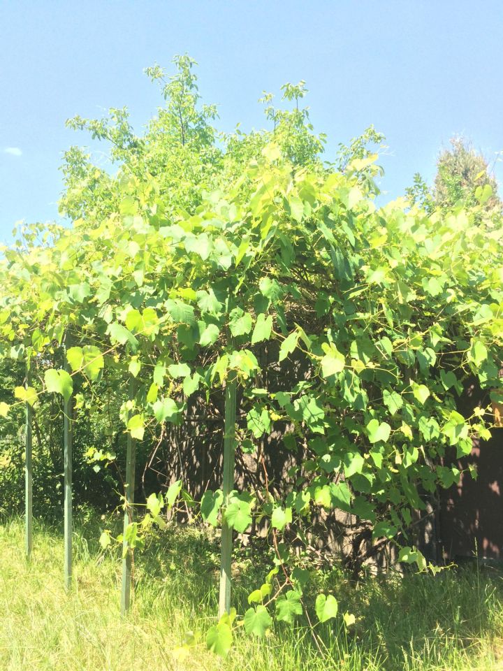 Działka rod Warszawa Włochy, ul. Wykusz. Zdjęcie 17