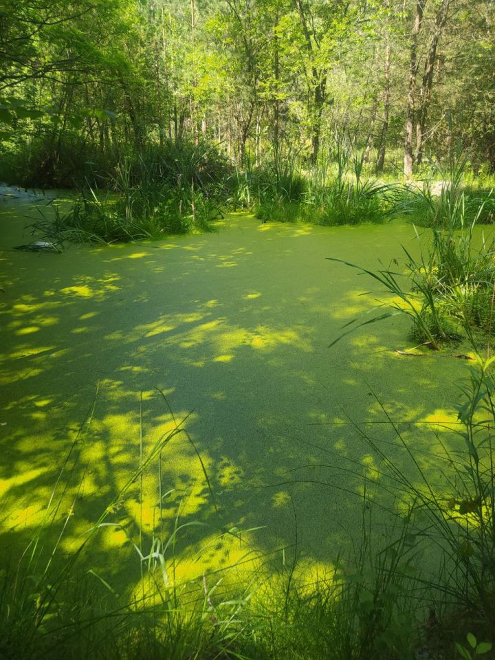 Działka budowlana Janopol. Zdjęcie 4