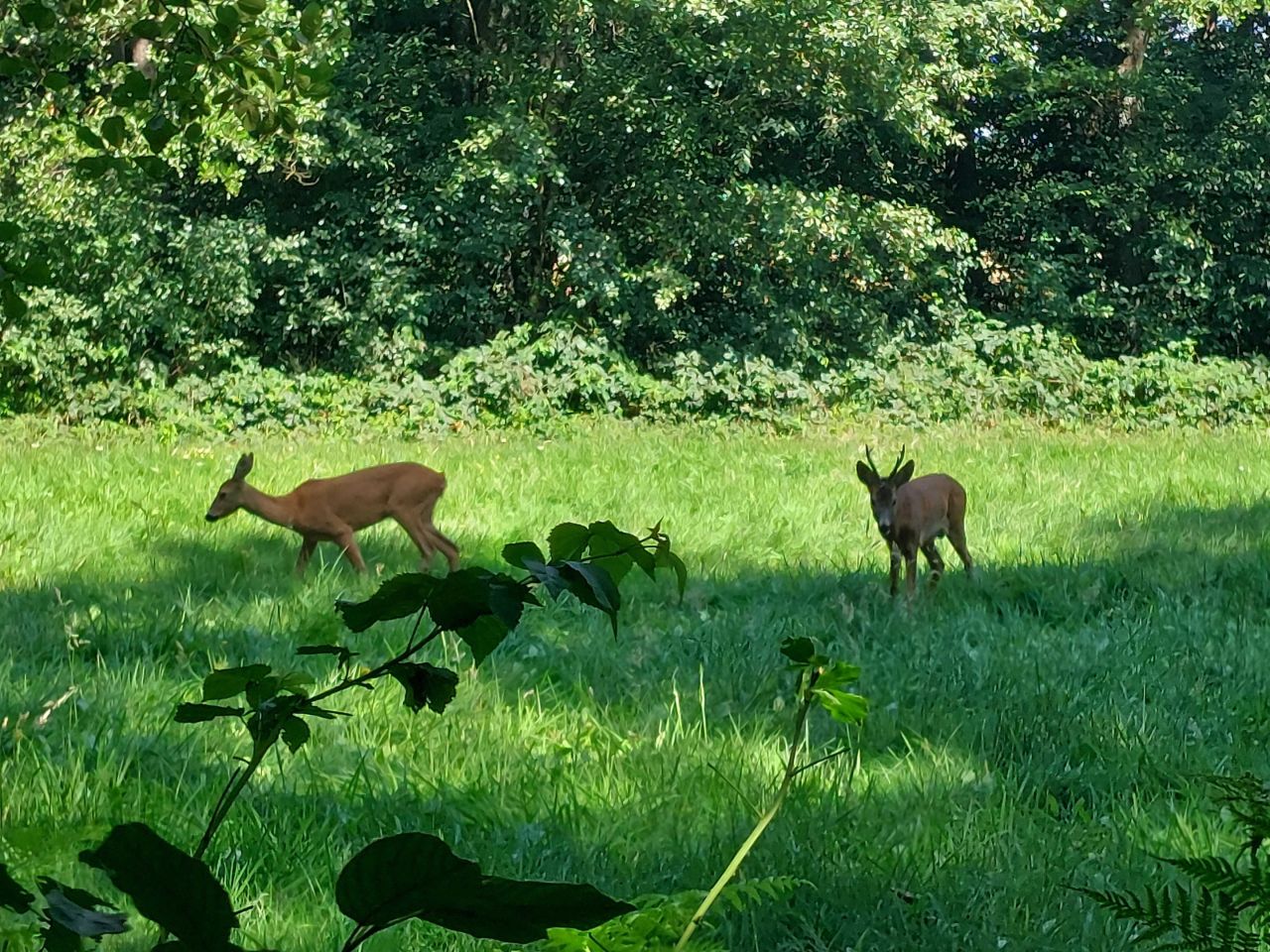 Działka rolna Kalonka. Zdjęcie 4