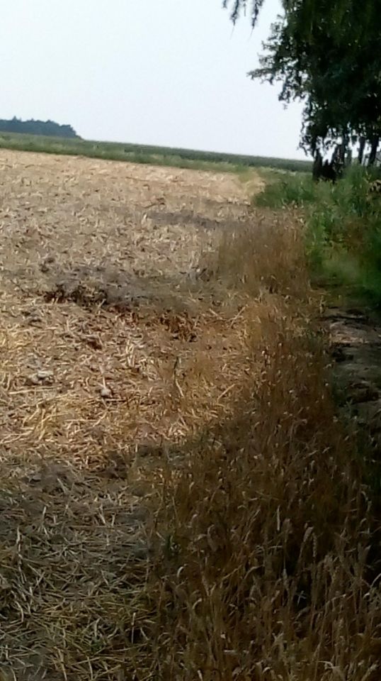 Działka rolna Władysław Doły. Zdjęcie 2