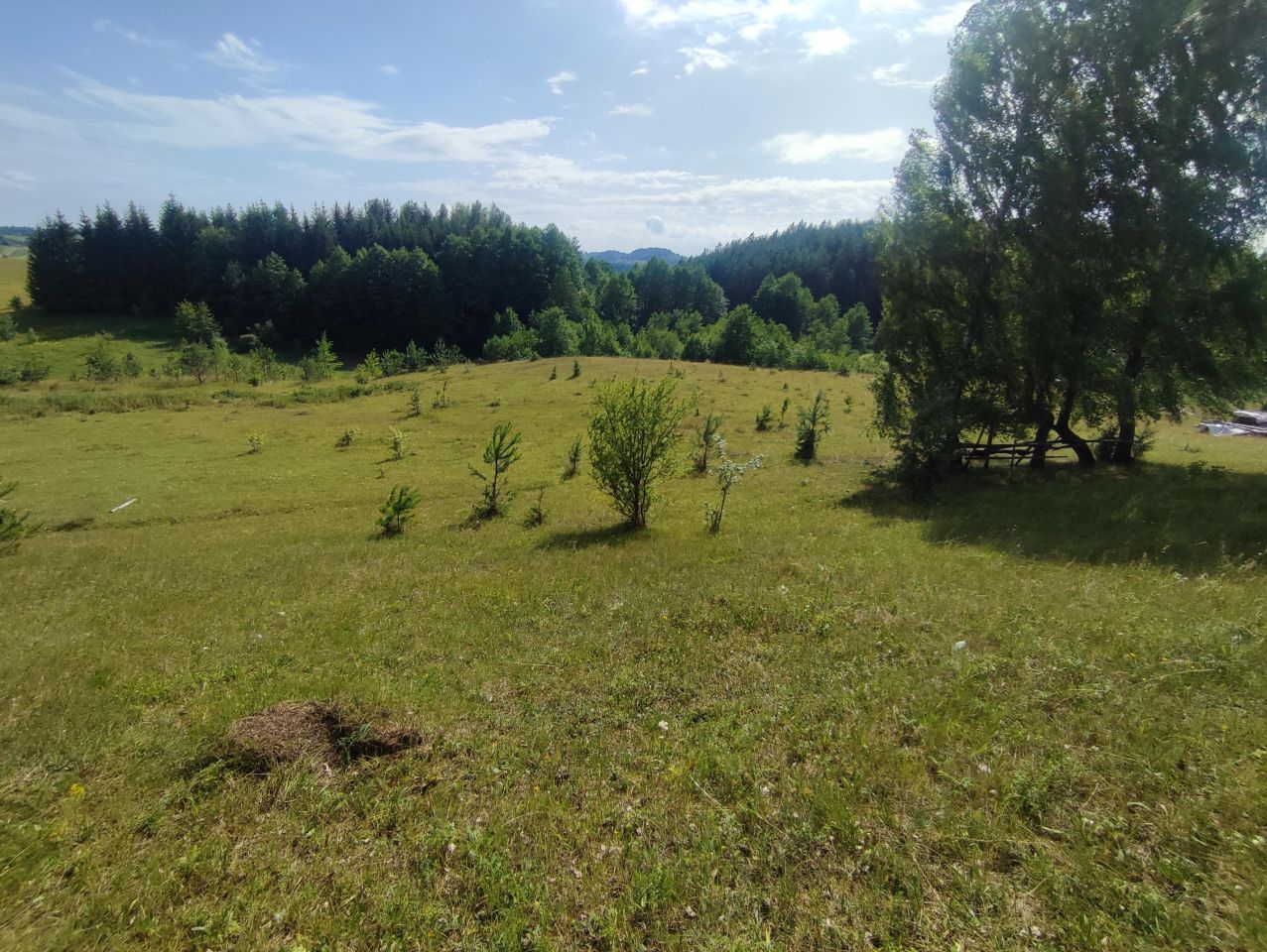 Działka siedliskowa Osinki. Zdjęcie 16