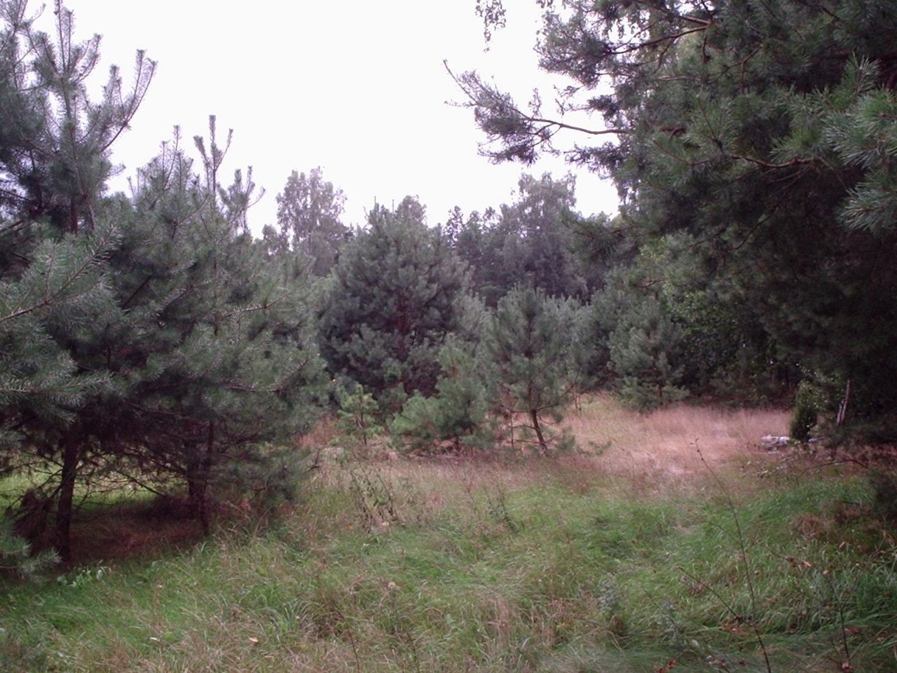 Działka siedliskowa Doliwo. Zdjęcie 8