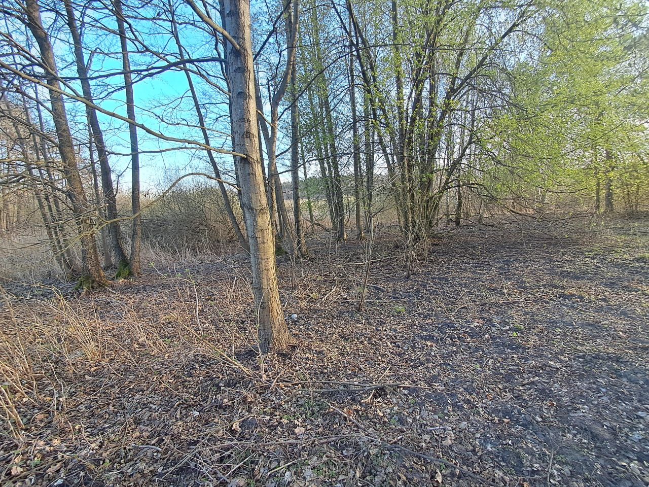 Działka rolno-budowlana Zofiówka. Zdjęcie 6