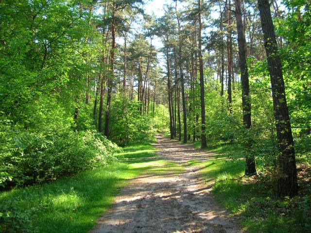 Działka leśna Barcząca. Zdjęcie 1