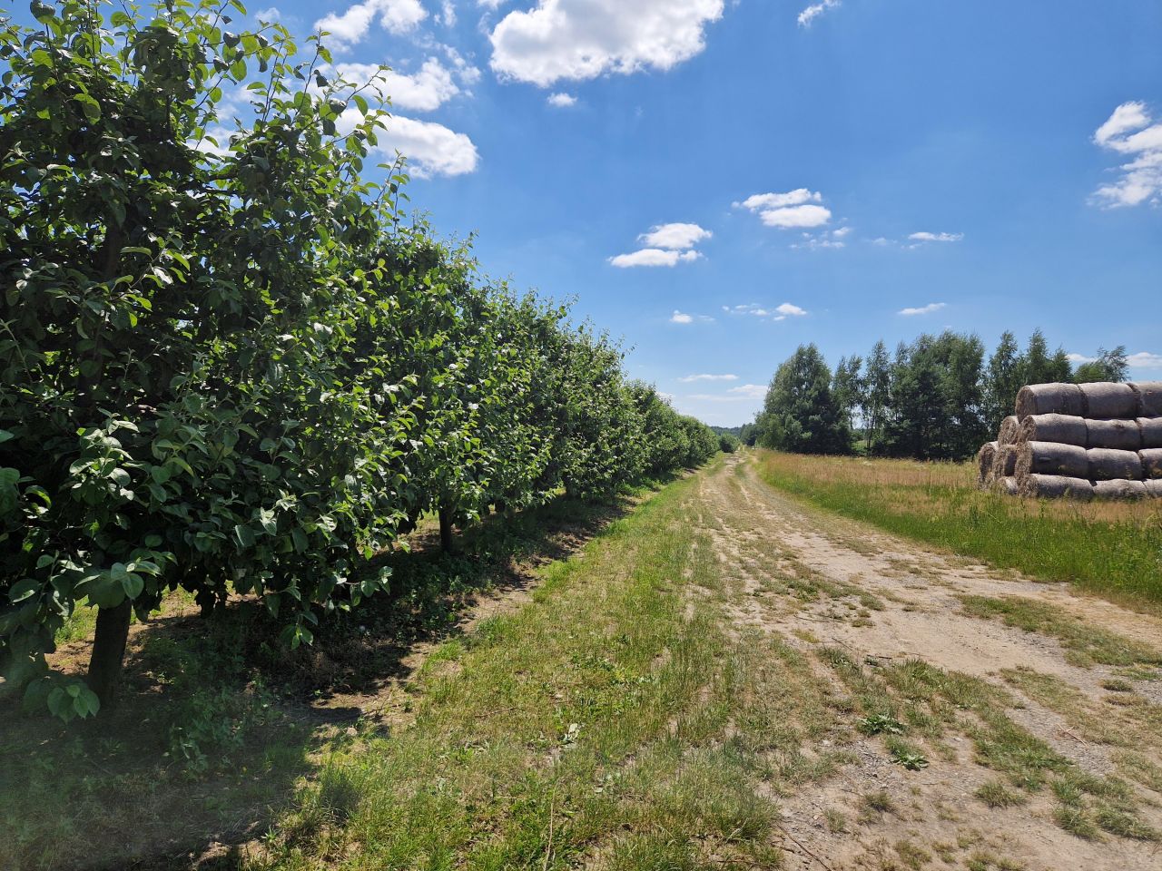 Działka rekreacyjna Bieliny. Zdjęcie 4