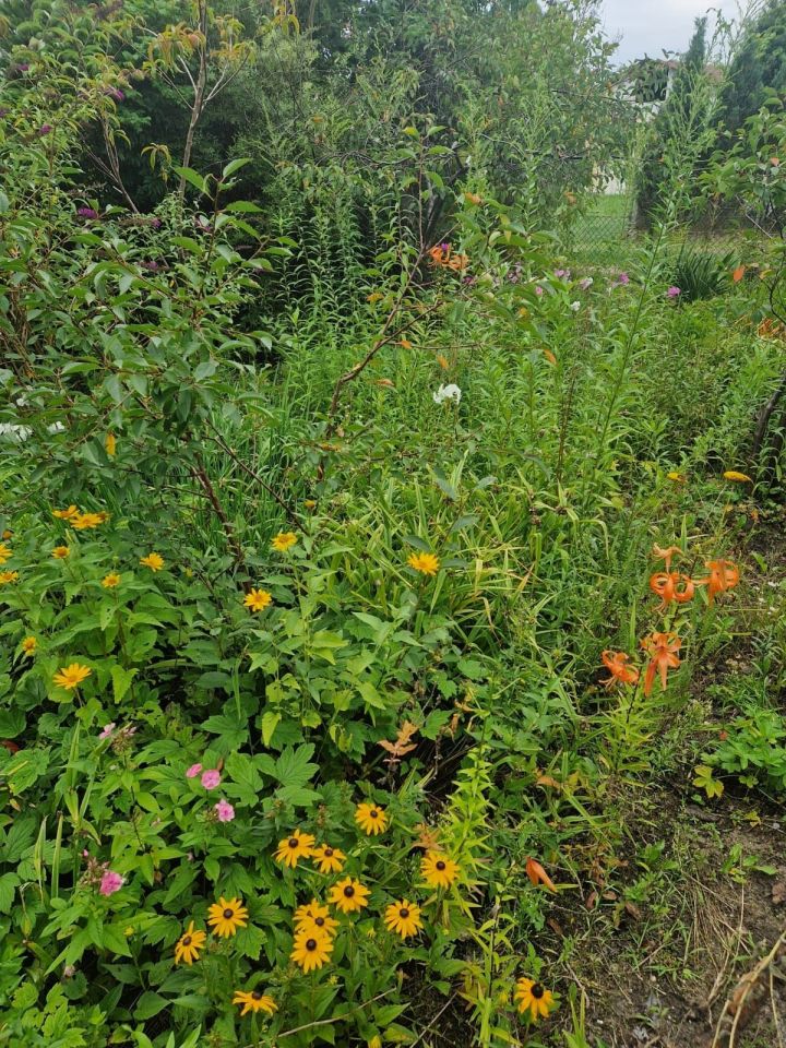 Działka rod Zielona Góra Jędrzychów. Zdjęcie 3