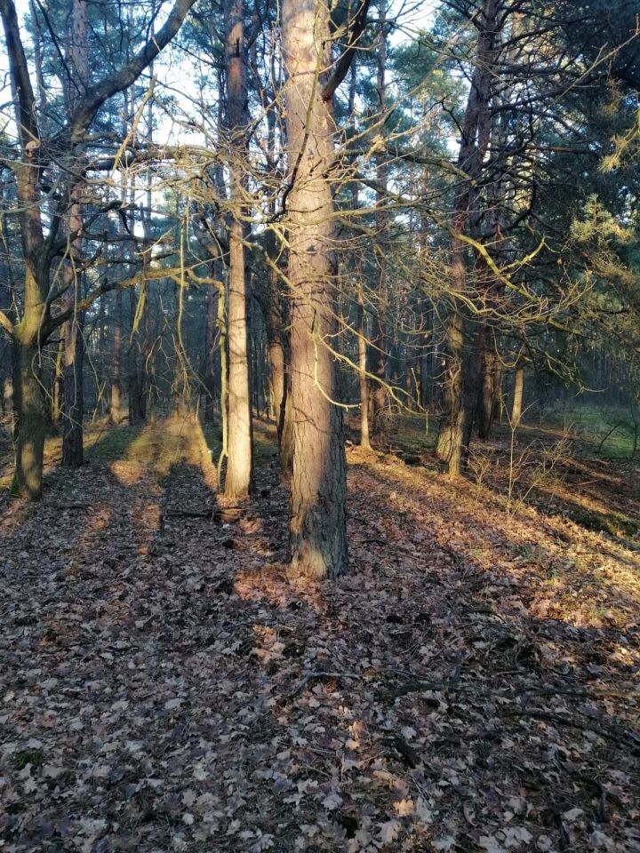 Działka leśna Grodziec