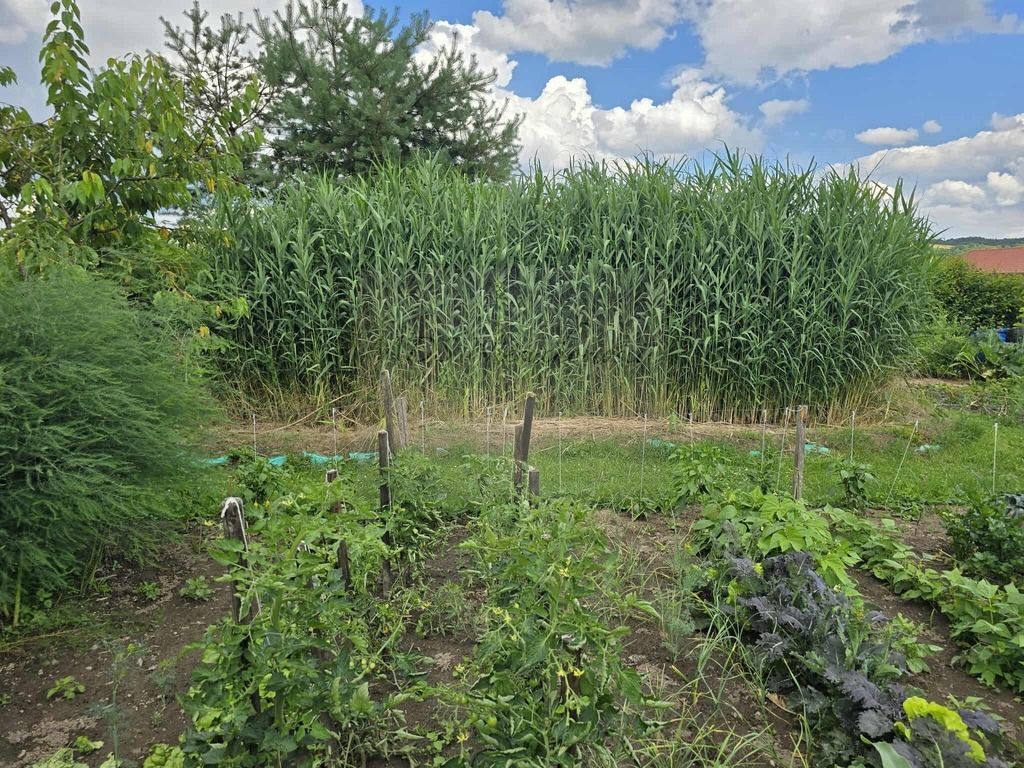 dom wolnostojący Krasice. Zdjęcie 4