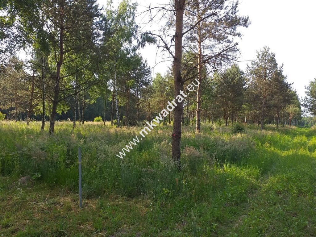 Działka Tłumy. Zdjęcie 9