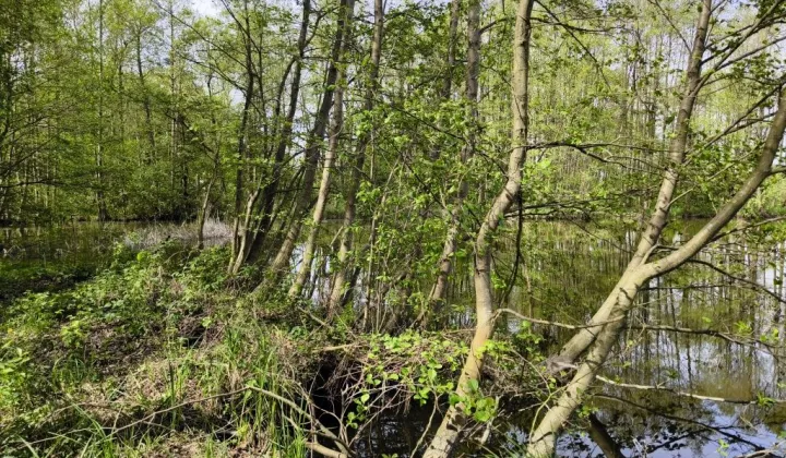 Działka rolna Wydorowo