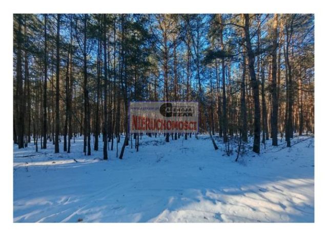 Działka leśna Tartak, Azaliowa. Zdjęcie 6
